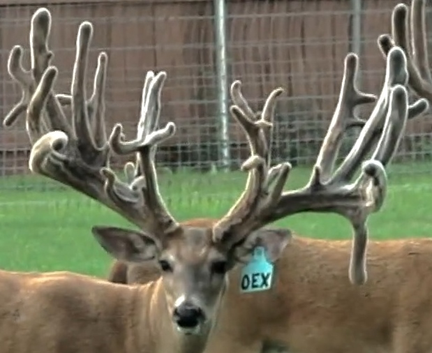 Big Rack Ranch Trophy Whitetail Breeding & Texas Whitetail Hunting